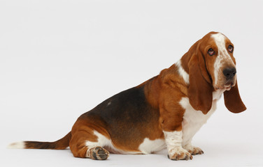 Dog, basset hound, isolated 