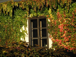 Virginia creeper gowing around window in the autumn