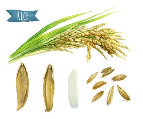 Rice  watercolor illustration set with clipping paths
