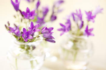 purple spring flowers in the glass vase