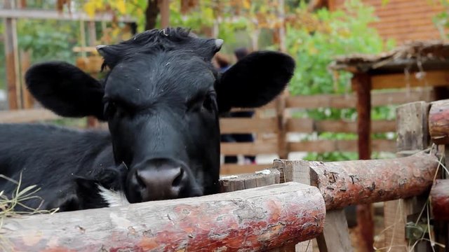 Black Cow Chews the Food on the Background of People, Autumn Foliage and Changing Plans From Tsenralnoy in Profel