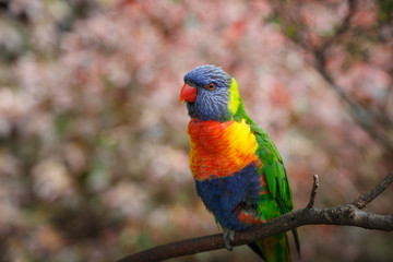 Bunter Vogel