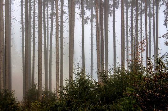 Morgens im Wald bei dichtem Nebel