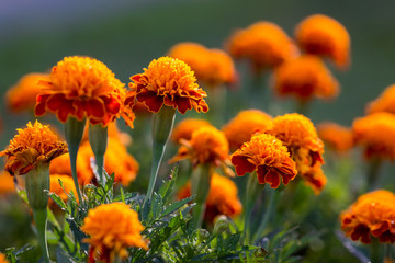 Marigold