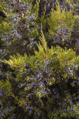 Obraz premium juniper branches with berries