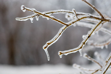 ice on tree
