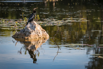 Anhinga