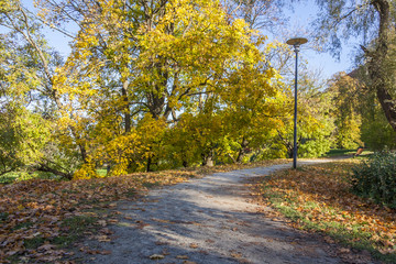 Naklejka premium Road In The Autumn Park