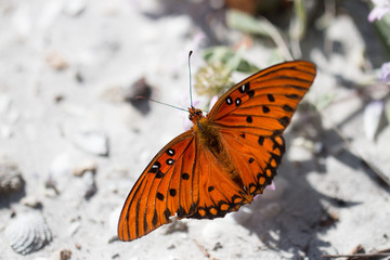 Gulf Fritillary Butterfly