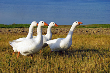 White domestic geese