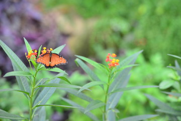 Monarch Butterfly at a Botanical gardens in Texas.
