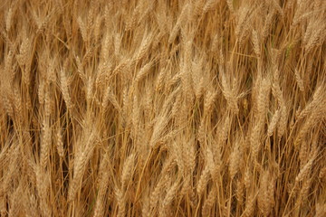 Barley on the field ready for harvest