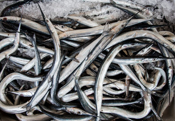 Needlefishes on ice for sale background.