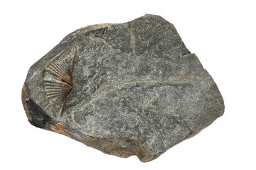 Marcellus Shale Fossil