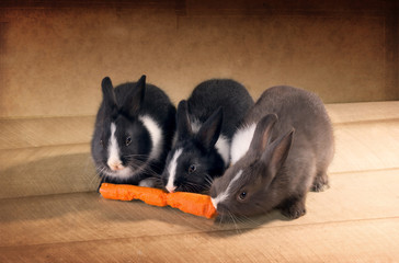 Fototapeta premium Three Dutch rabbit dwarf eat carrots on the floor