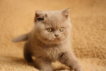 british short hair kitten, 2 month's old, lilac color