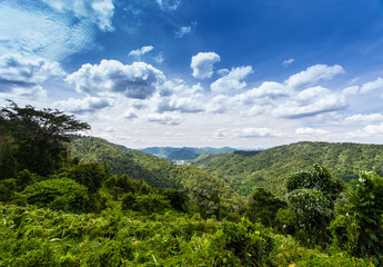 Fototapeta na wymiar Forest landscape at Khao Yai national park, Thailand