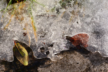 Fallen (frozen) leaves on the snow