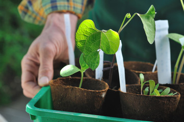 jardinier tenant ses semis dans pots en tourbe