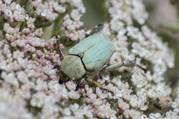 green rose chafer (Cetonia aurata) beetle