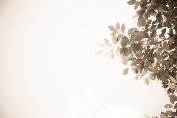 Leaves on the sky