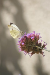 papillon blanc