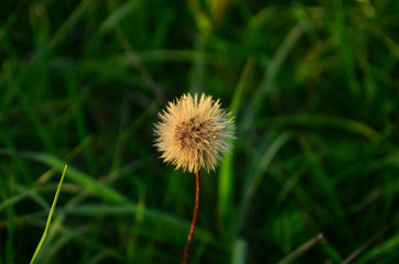 nasiona 