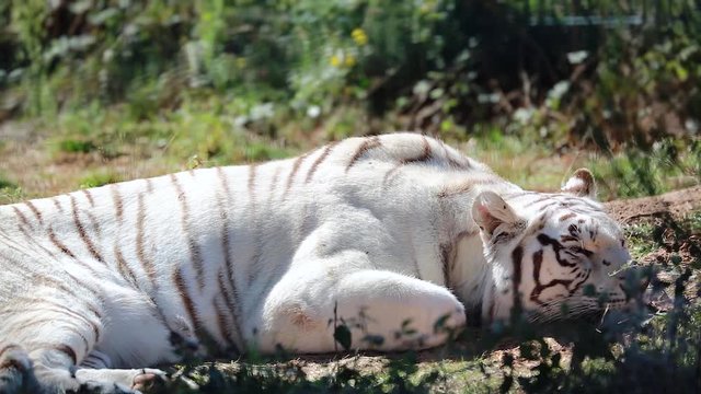 White Tiger Sleeping