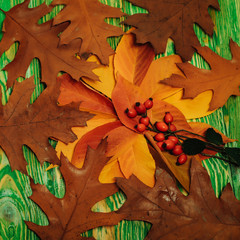 Brown oak leaves and rowan