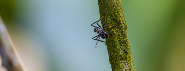 Bullet Ant