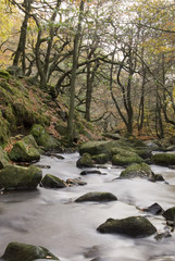 Burbage Brook flows down the forested rocky river valley of Padley Gorge, Longshaw Estate, Peak District, Derbyshire, UK