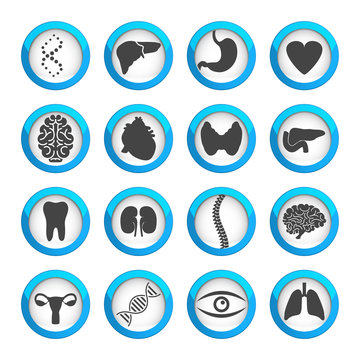 Human organs and parts icon set