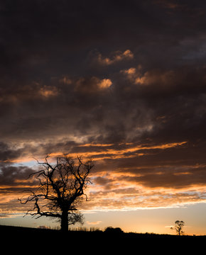Tree silhouetted against a sunset