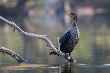 Cormorant