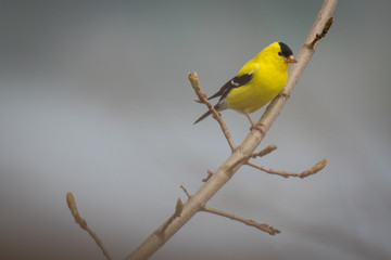 Fototapeta premium Goldfinch