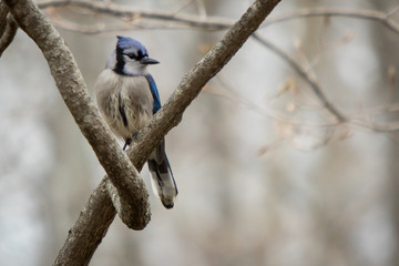Blue Jay