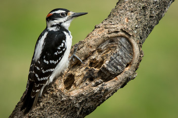 Woodpecker
