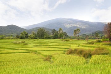 Obraz premium rice terrace at chiangmai , thailand