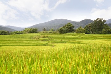  rice terrace at chiangmai , thailand