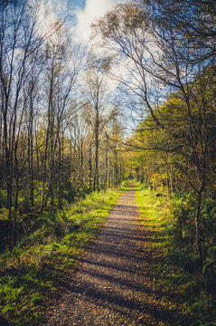 Woodland path on a sunny day in autumn