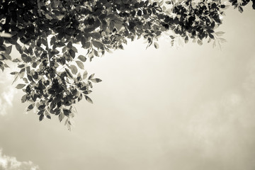 Leaves on the sky