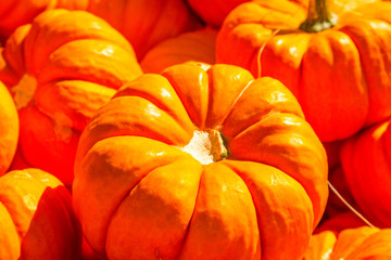 Miniature Orange Pumpkins