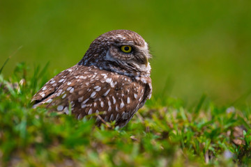 Burrowing Owl