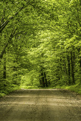 Obraz premium Country Road in the Forest