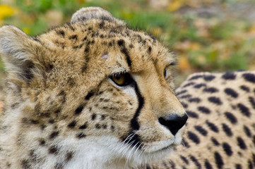 Obraz na płótnie Canvas Close up cheetah