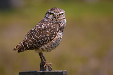 Burrowing Owl
