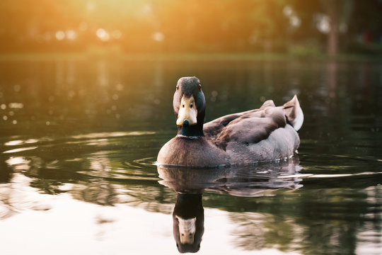 Ente auf einem See/Stockente schwimmt im Wasser in der Abendd&auml;mmerung