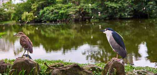 Night Heron