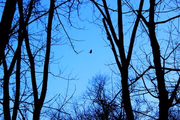 Hawk framed by Trees