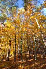 Herbst im Wald